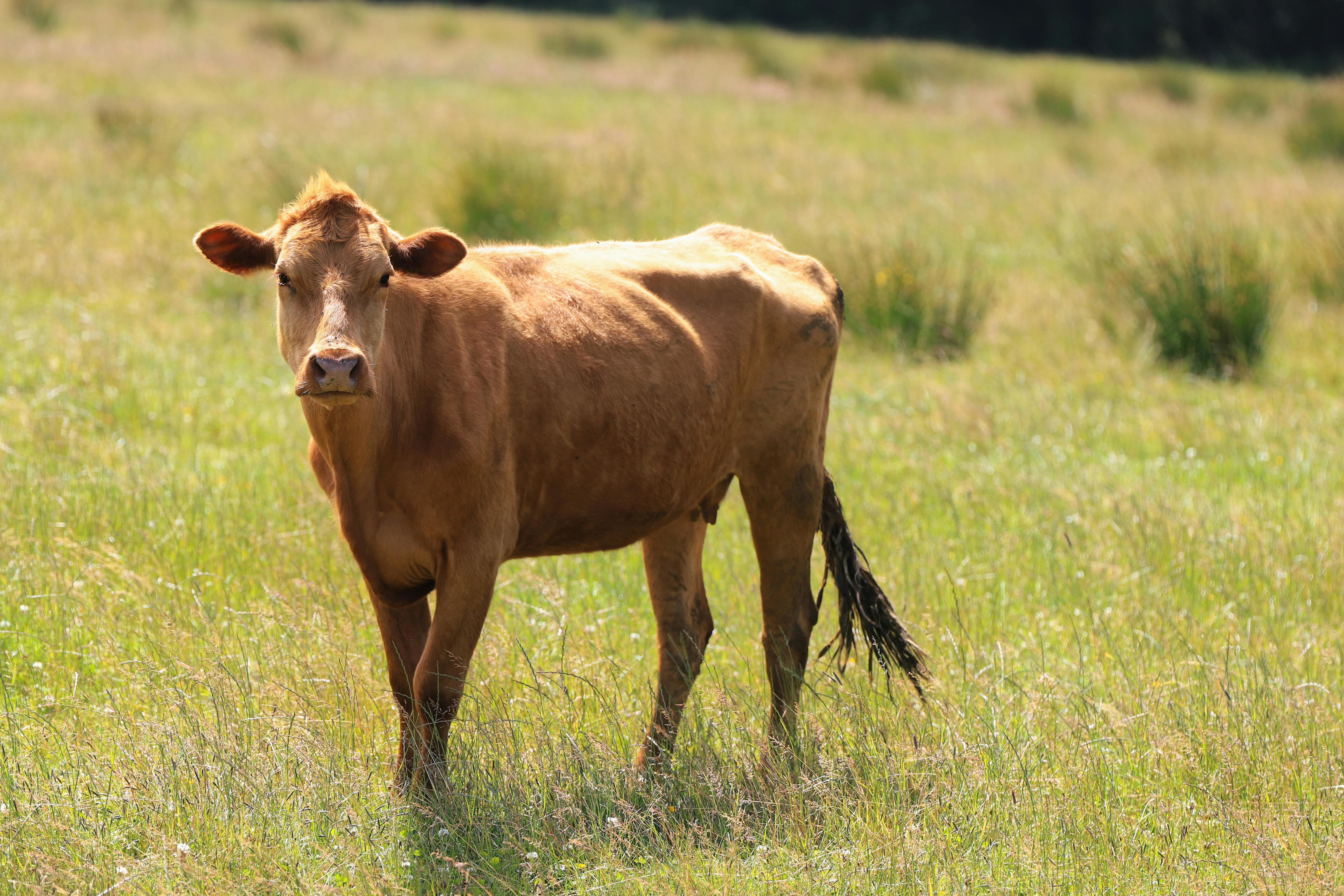 Hereford Steer